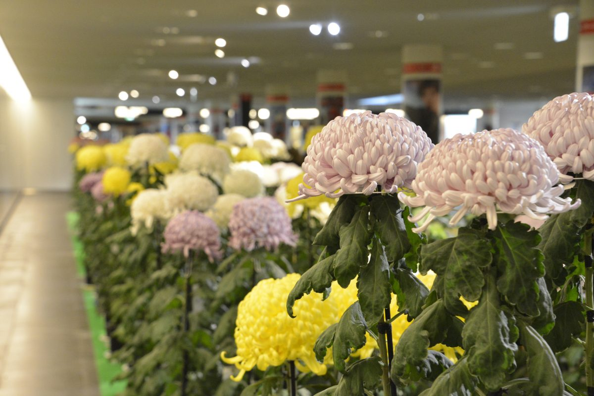 2025さっぽろ菊まつり｜11月1日（土）〜3日（月・祝）札幌チカホで開催！美しい菊が彩る伝統の秋イベント