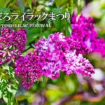 さっぽろライラックまつり｜2026年5月20日（水）〜5月31日（日）大通公園で音楽・ワインガーデン・カフェテラスを楽しむ初夏イベント！
